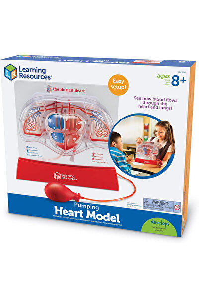 Learning Resources Model srdečního pulzu