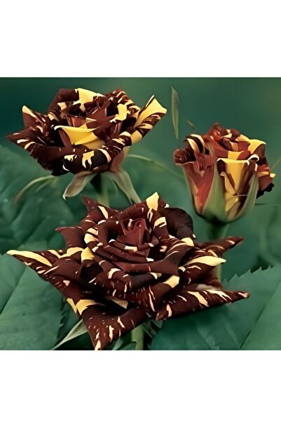 Gardenbox Tüplü Yediveren Aşılı Kokulu Sihirbaz Abrakadabra Gül Fidanı ( 2 Yaş - Boy 50-90 Cm )