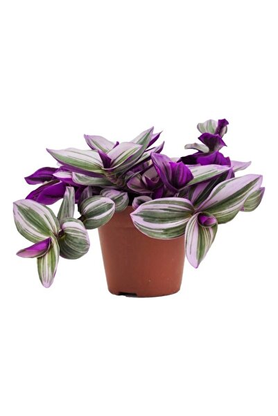 Mimoza Tradescantia Nanouk Pembe Telgraf Çiçeği