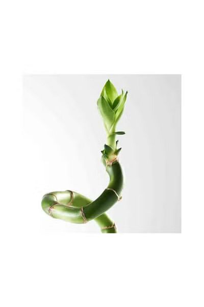 IKEA Lucky bamboo natural bamboo plant 45 cm