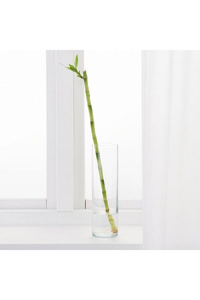 IKEA Lucky bamboo natural bamboo plant 45 cm