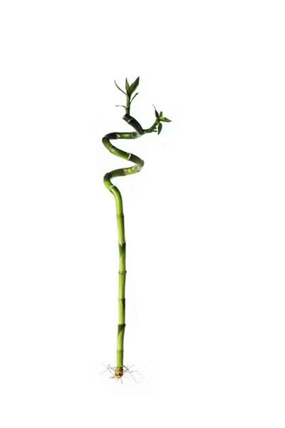 IKEA Lucky bamboo natural bamboo plant 45 cm