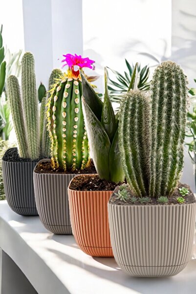 TEMMUZ HOME 4 Adet No 4 Dekoratif Kaktüs Ve Çiçek Saksı Kare Saksı 4 Lt