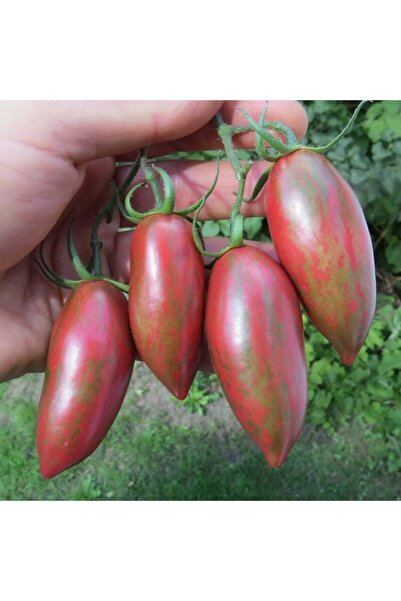 Mutlu Paket Nadir Çizgili Mor Purple Smaragd Domates Tohumu (15 tohum)