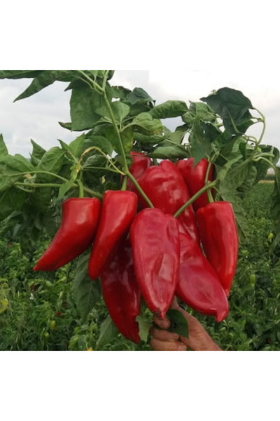 Mutlu Paket Ata Tohumu Salçalık Közlemelik Kızartmalık Tatlı Kırmızı Kapya Bi...