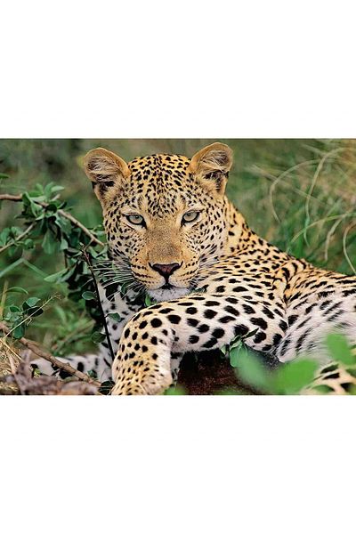 RAVENSBURGER Puzzle Leopard, 100 Pieces