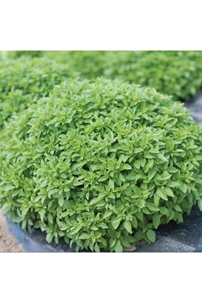 E-fidancim Geleneksel Tohumları Ev İçin İdeal Sinek Kovucu Saksılık İnce Yapr...