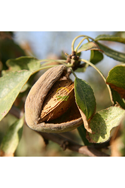 FİDAN SEPETİM 4 Yaş Aşılı Ferragnes Badem Fidanı