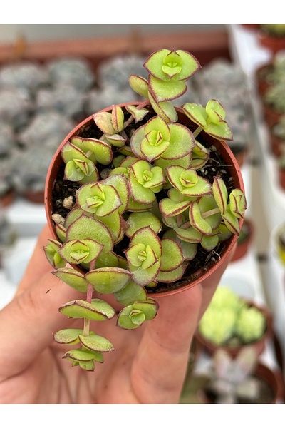 SukuLand Crassula Pullucida sarkan tür sukulent 5,5cm saksıda