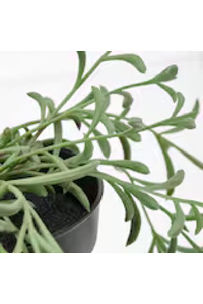 erorex Artificial Potted Plant String Of Bananas Hanging 9 Cm In Outdoor