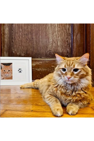 Lady Fify Paw Print Collection Kit for Cat and Dog (Ink Pad + 2 Blank Paw Print Cards)