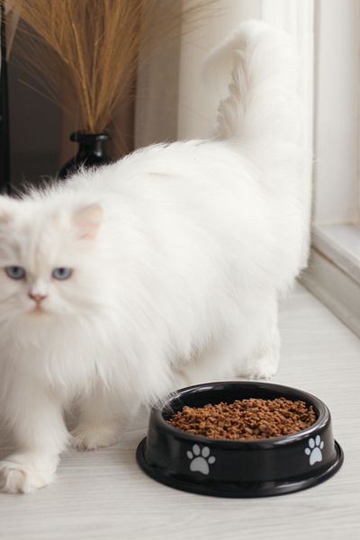 EMAYlab Enamel Cat Dog Food and Water Bowl Paw Pattern