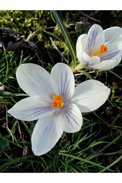 LOBELYA TOHUMCULUK 5 Adet Beyaz-gri Renkli Çizgili Safran Çiçeği Soğanı