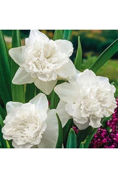 LOBELYA TOHUMCULUK 4 Adet Inci Beyaz Renkli Katmerli Nergis Çiçeği Soğanı Kokulu