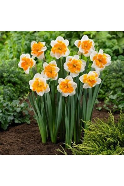 LOBELYA TOHUMCULUK 4 Adet Beyaz-sarı Göbekli Fırfırlı Nergis Çiçeği Soğanı Ko...