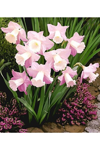 LOBELYA TOHUMCULUK 4 Adet Özel Renkli Nergis Çiçeği Soğanı Kokulu