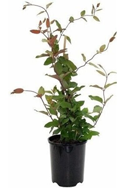 LS BOTANİK Hanımeli Çiçeği Yoğun Hoş Kokulu Saksılı (100-120 cm )