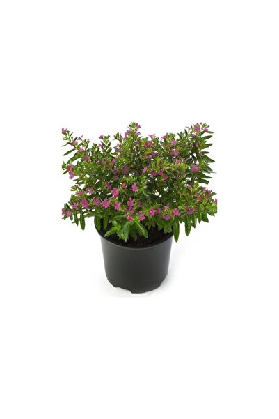 Mimoza Kufeya Çiçeği Fidanı Cuphea Hyssopifolia 10-20 cm
