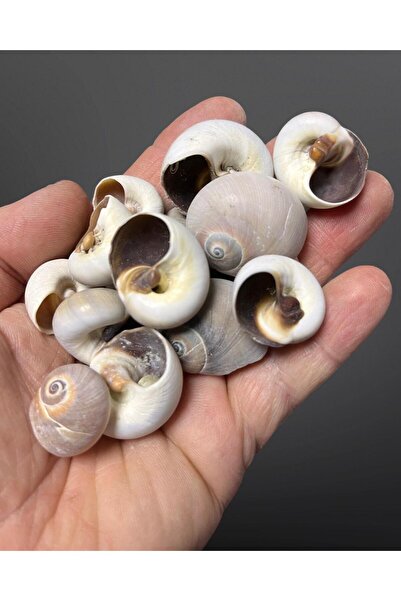 izmir Bitpazarı Gerçek Deniz Kabuğu - Aydede Salyangozu - Neverita Didyma - 8...