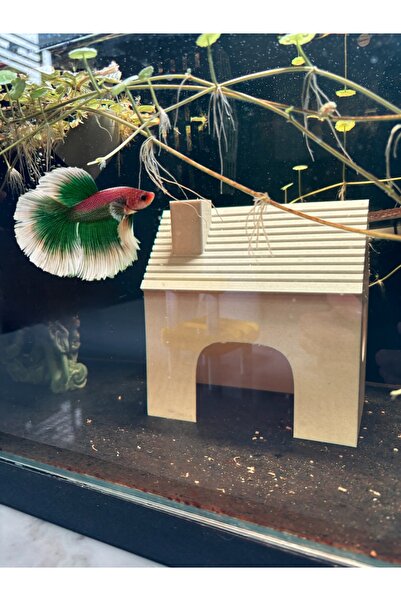 Akvaryum Beta Halfmoon Balıgı Yuvası Testi Küçük Akvaryum ve Büyük Akvaryuma ...