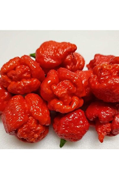 AnamurNaturel Trinidad Moruga Scorpion Akrep Biber Tohumu Dünyanın En Acı 2. ...
