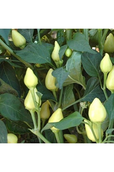 AnamurNaturel Doğal Tombul Turşuluk Acı Süs Biberi Tohumu (70 Tohum)