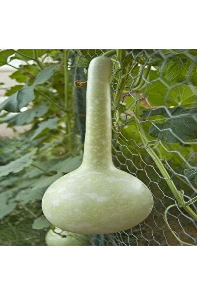 AnamurNaturel İnce Uzun Sarı Süs(Su) Kabağı Tohumu (5 tohum)