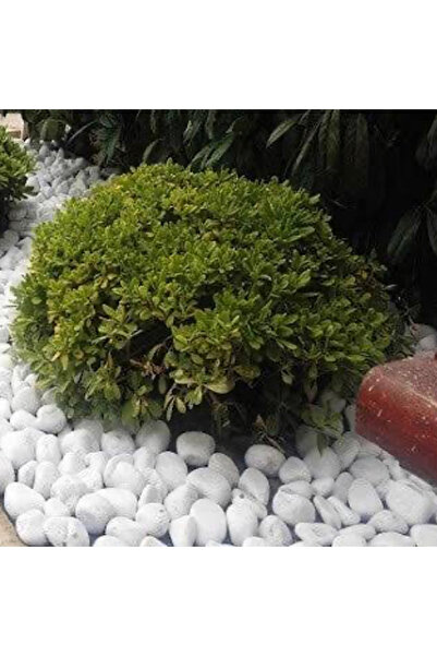 Dolomittaş Peyzaj Dolomit Taşı- Beyaz Taş ( 1 Paket 25 Kg ) Büyüklük : " 1-2 ...