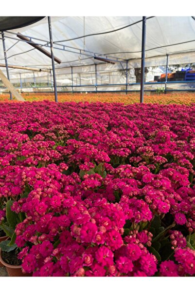 MAZSÜSBİTKİLERİ Kalanchoe Çiçeği - Emel Hanım Çiçeği Mor Renkli 20 - 30 cm Sa...
