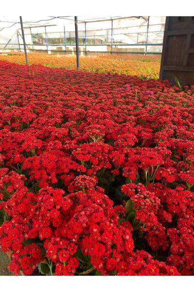 MAZSÜSBİTKİLERİ Kalanchoe Çiçeği - Emel Hanım Çiçeği Kırmızı Renkli 20 - 30 c...