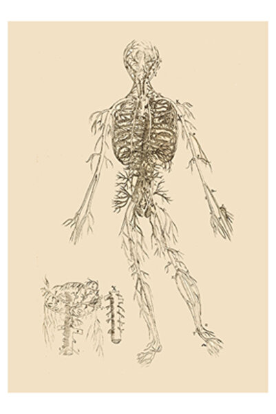 Sticksy POSTER İnsan Vücudu Gravür,
Vintage Anatomi Posteri