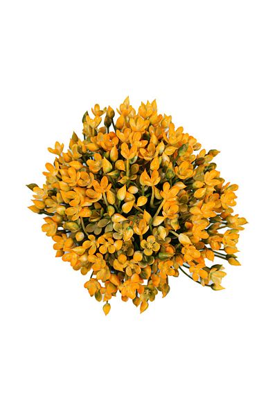 Ella Home Italia Flower Pot, Orange, Plastic, 16Cm - Orange, Plastic, 16cm