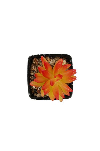 Ella Home Italia Planta Suculenta Artificiala, Portocaliu, Plastic, 9Cm - Portocaliu, Plastic, 9cm