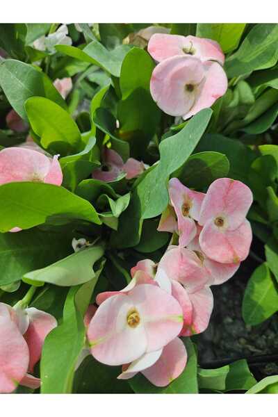 DOĞA BAHÇESİ Tayland Milii - Dikenler Tacı İri Açık Pembe Çiçek Açan ( Bitki Boyu 5-7 Cm'dir) 5.5cm Saksılı