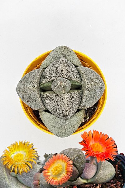 DOĞA BAHÇESİ Lithops Pleiospilos Nelii Sarı - Turuncu - Kırmızı Tonlarında Çi...