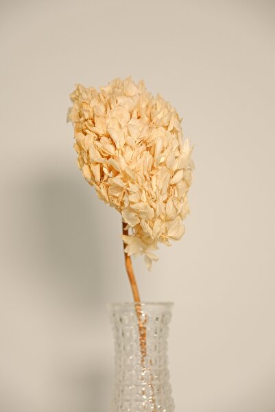 ÇINARASYADAHOME Шокирана ОРТАНКА