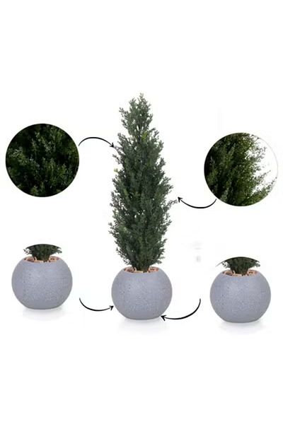 co arma Artificial Simulation Cypress Tree for Garden, Home and Balcony Decoration 65cm