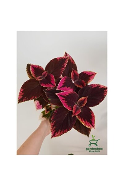 Mimoza Alacalı Yaprak Güzeli Çiçeği 3 Adet Saksıda Kolyos Coleus 10-20 cm
