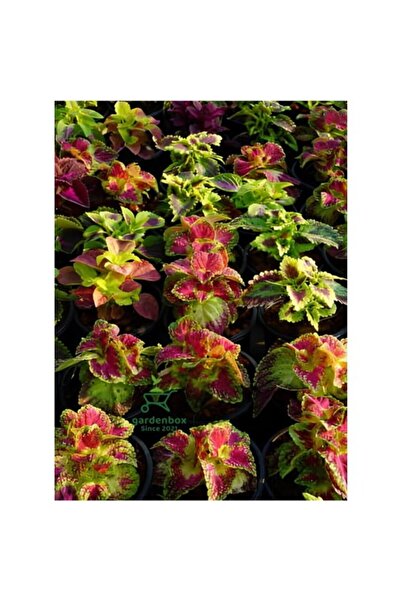 Mimoza Yeşil Yapraklı Yaprak Güzeli Çiçeği 1 Adet Üretim Saksılı Kolyos