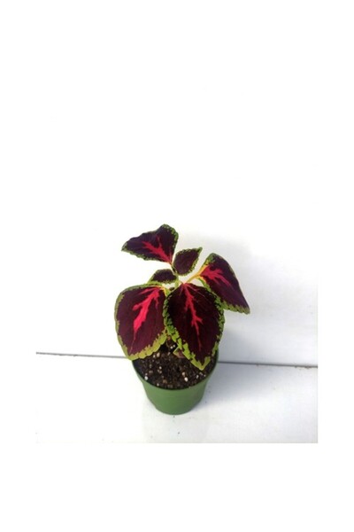 Mimoza Yaprak Güzeli Çiçeği 1 Adet Saksılı 10-20 cm Kolyos