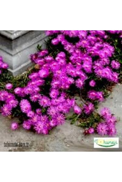 Mimoza Acem Halısı Çiçeği Fidanı 10-20 cm