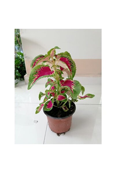 Mimoza Kolyos Yaprak Güzeli Çiçeği Saksıda 10-20 cm