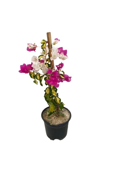 fidanpaketim begonvil ağacı  120 cm  katmerli begonvil ( 120-150 cm ) sarılıcı