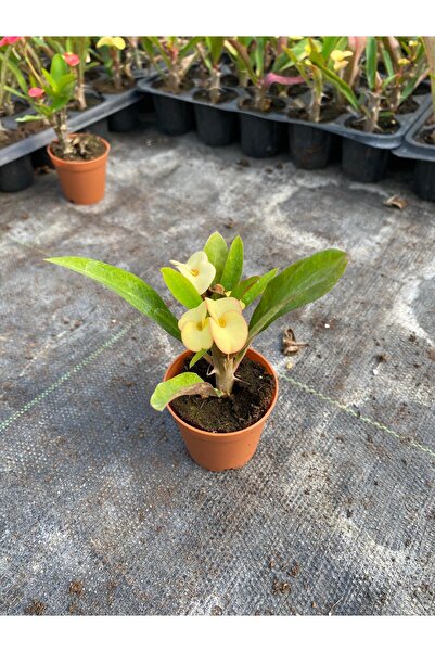 MAZSÜSBİTKİLERİ Dikenler Tacı Çiçeği - Hediyelik Euphorbia Milii Sarı Renk 5-10 cm Saksı'da Canlı Çiçek