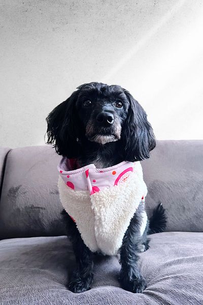 Lorico Double Sided Waterproof Raincoat and Teddy Vest - Pink (Small and Large Breed Dog Vest Coat)