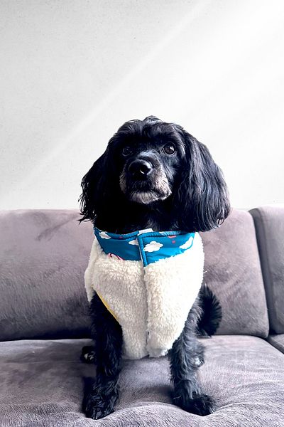 Lorico Blue Reversible Raincoat and Teddy Vest - Small and Large Breed Dog Vest Coat