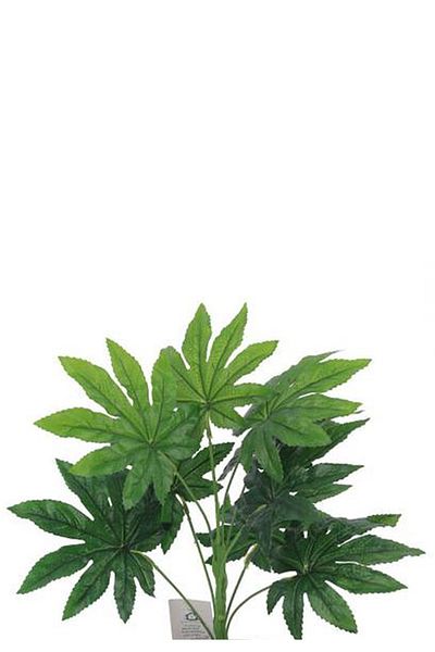 Generica Vatissa japonica seedling in a small pot