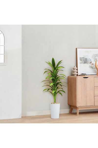 Ebticar Dracaena