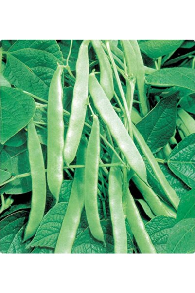 Karahasanoğlu Tarım Çalı Fasulye Tohumu 50 Gr