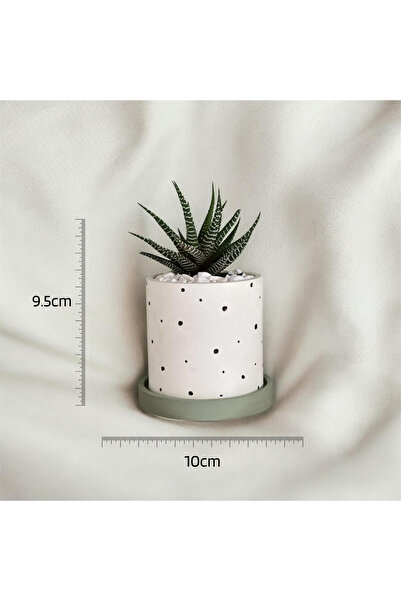Home (BİTKİSİZ) Premium Puantiyeli Kaktüs Ve Sukulent Beton Saksı